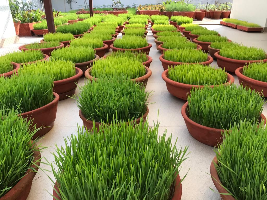 Wheatgrass - Pot