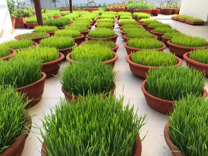 Wheatgrass - Pot