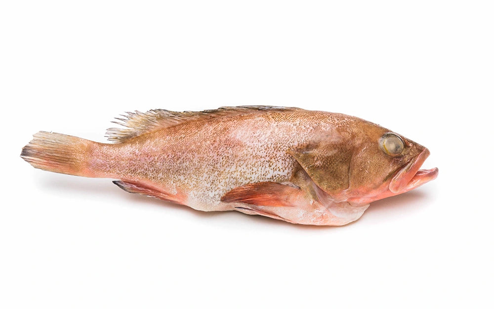 Fish | Grouper fillet -Tuticorn Region – Frozen Fish -Premium Seafood– No Antibiotics  Seafood And Hormone Free-Nature&