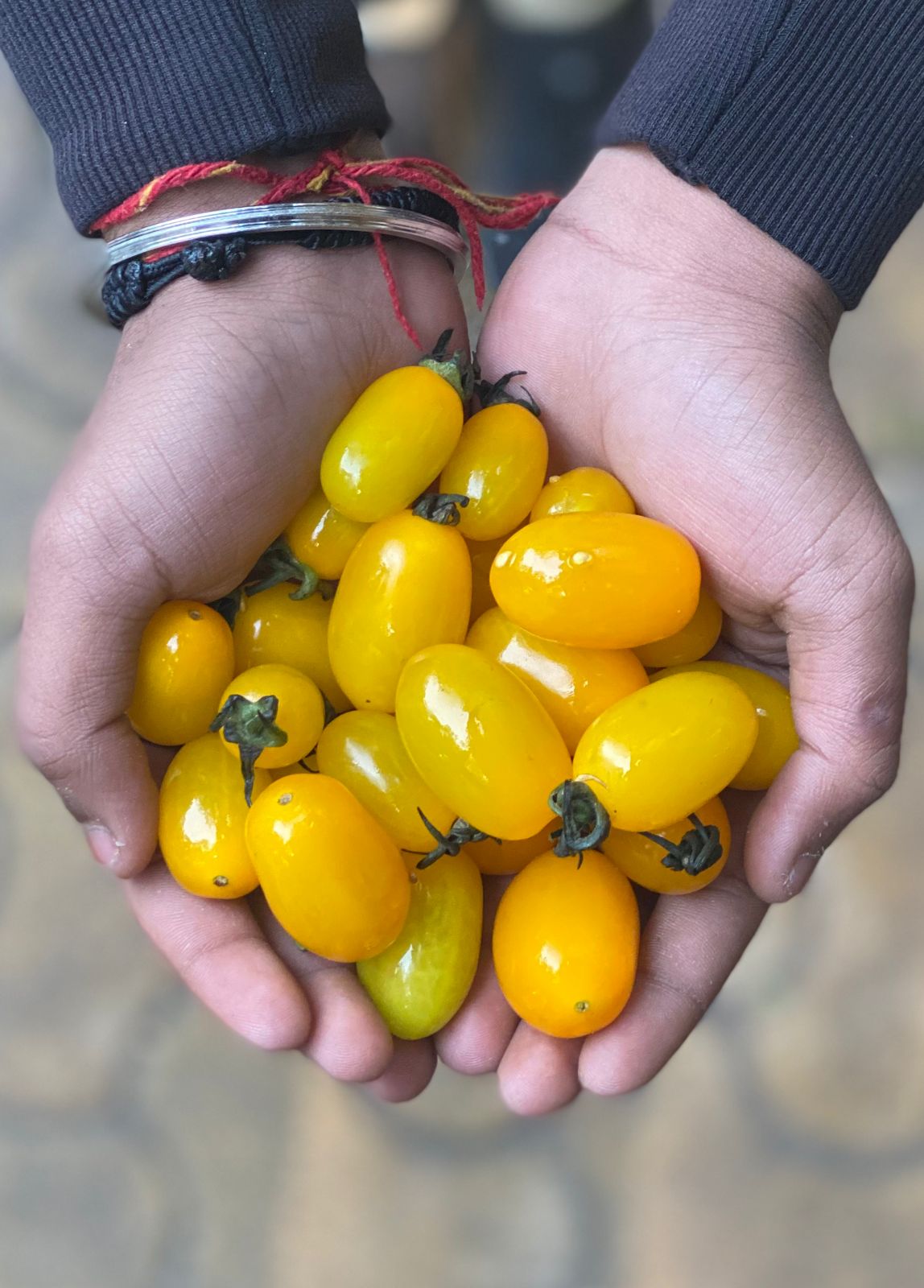 Yellow Cherry Tomatoes | Rich in Vitamin B &amp; Vitamin C