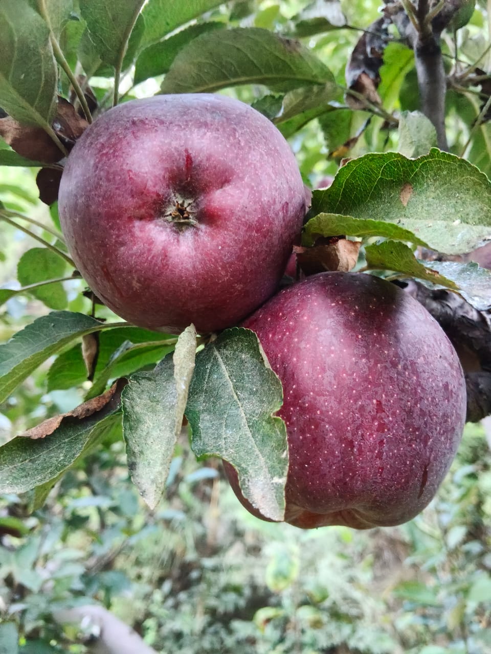 Kinnaur Apple |  Fenzad Z1 (Kinaaur Spur Delicious) Apple -Fresh Spur Delicious Apples from Shong, Sangla Valley Kinnaur - Cetified Organic