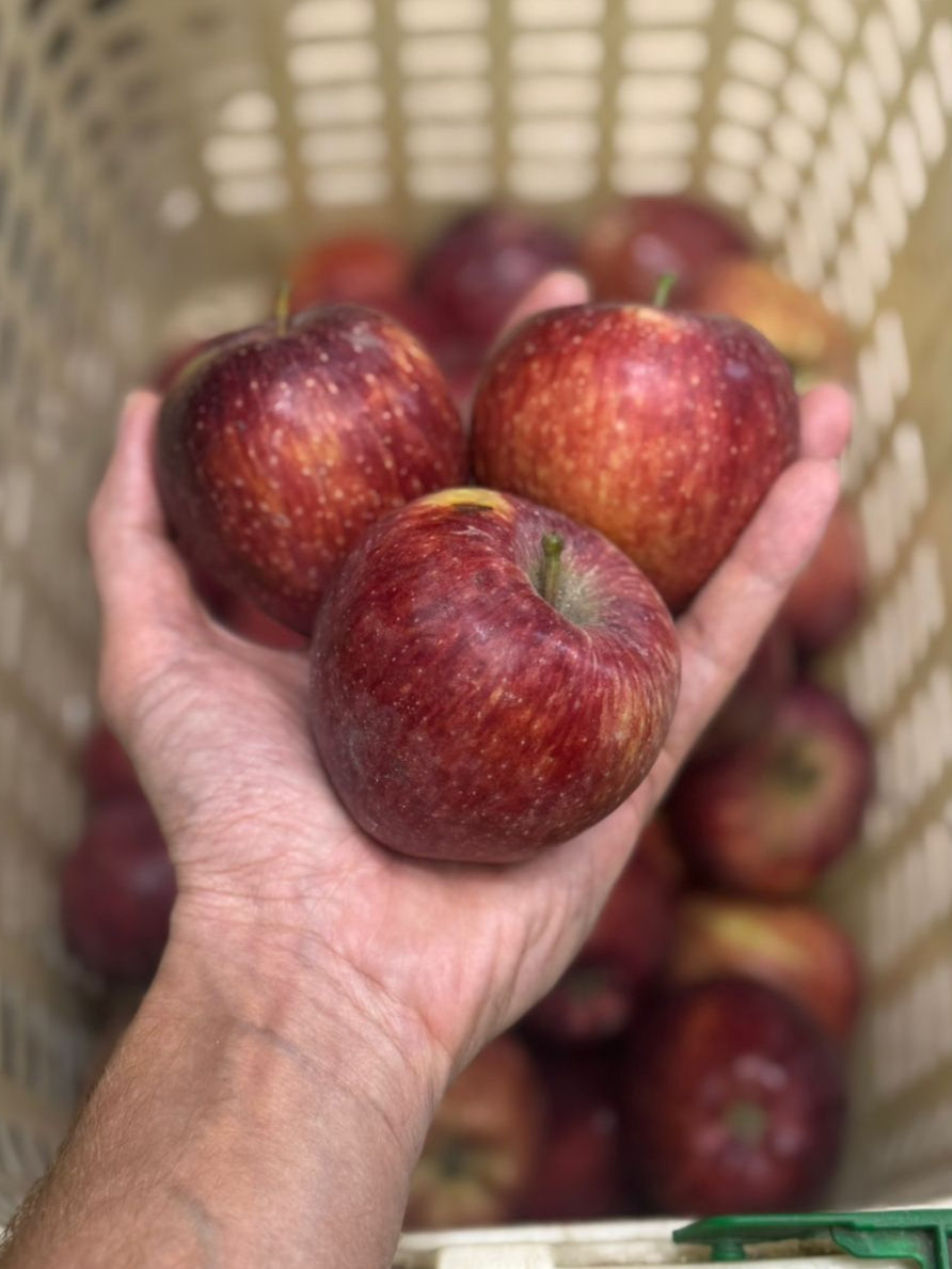 Apples | Kinnaur Gala Apples - No Wax - Zero Budget Natural Farming