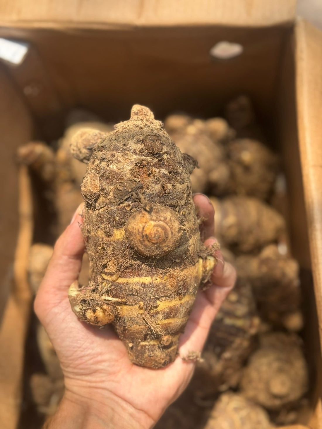Arbi | Pahadi Arbi (Sangla, Himachal Pradesh) - Organically Grown