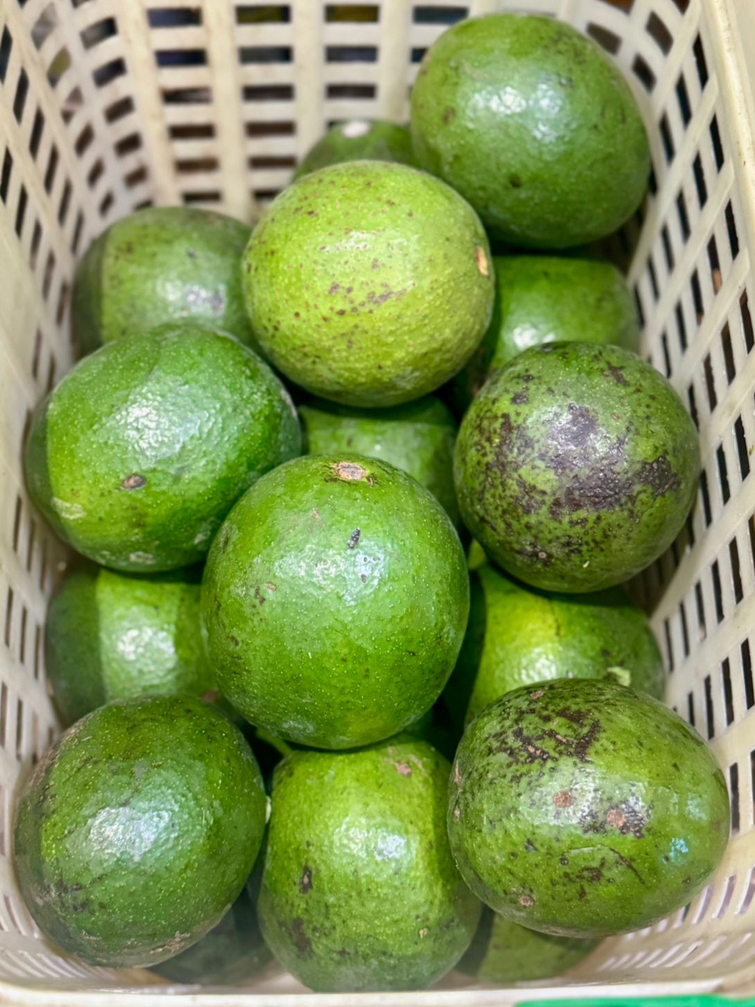 Avocado | (Udupi) - Helps To Lose Weight, Regulates Blood Pressure, Improves Digestion, Healthy Heart, Great For Vision &amp; Bone Health - Organically Grow