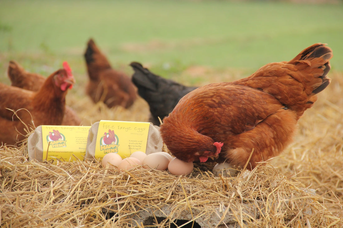 Eggs | Free Range Eggs (Omega 3) - Supplemented With Herbs – Antibiotic & Hormones Free Diet – No Fertile, Rich In Carotenoid & Protein – Happy Hens – 10 Piece