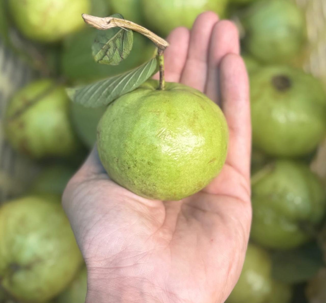 Guava | (Sonipat) - Rich in Vitamin A &amp; vitamin C - Certified Organic