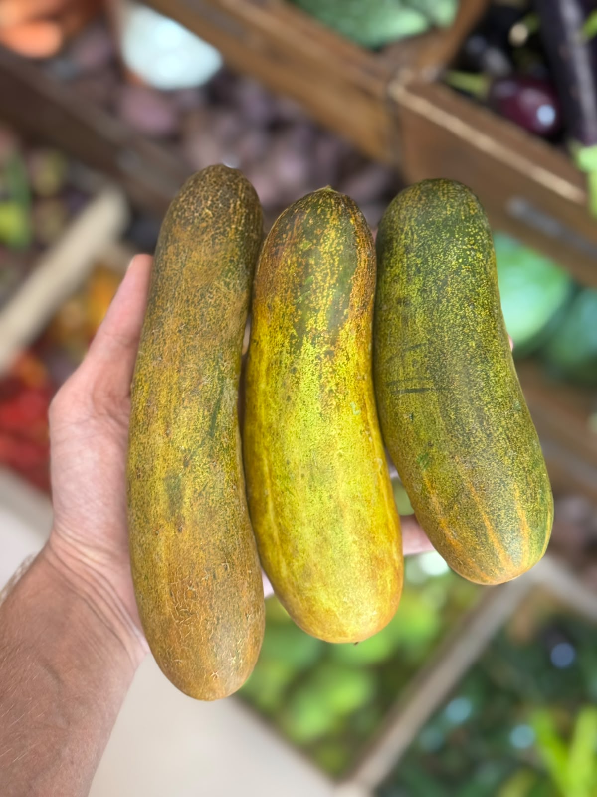 Desi Pahadi Kheera (Cucumber)- Himachal Pradesh