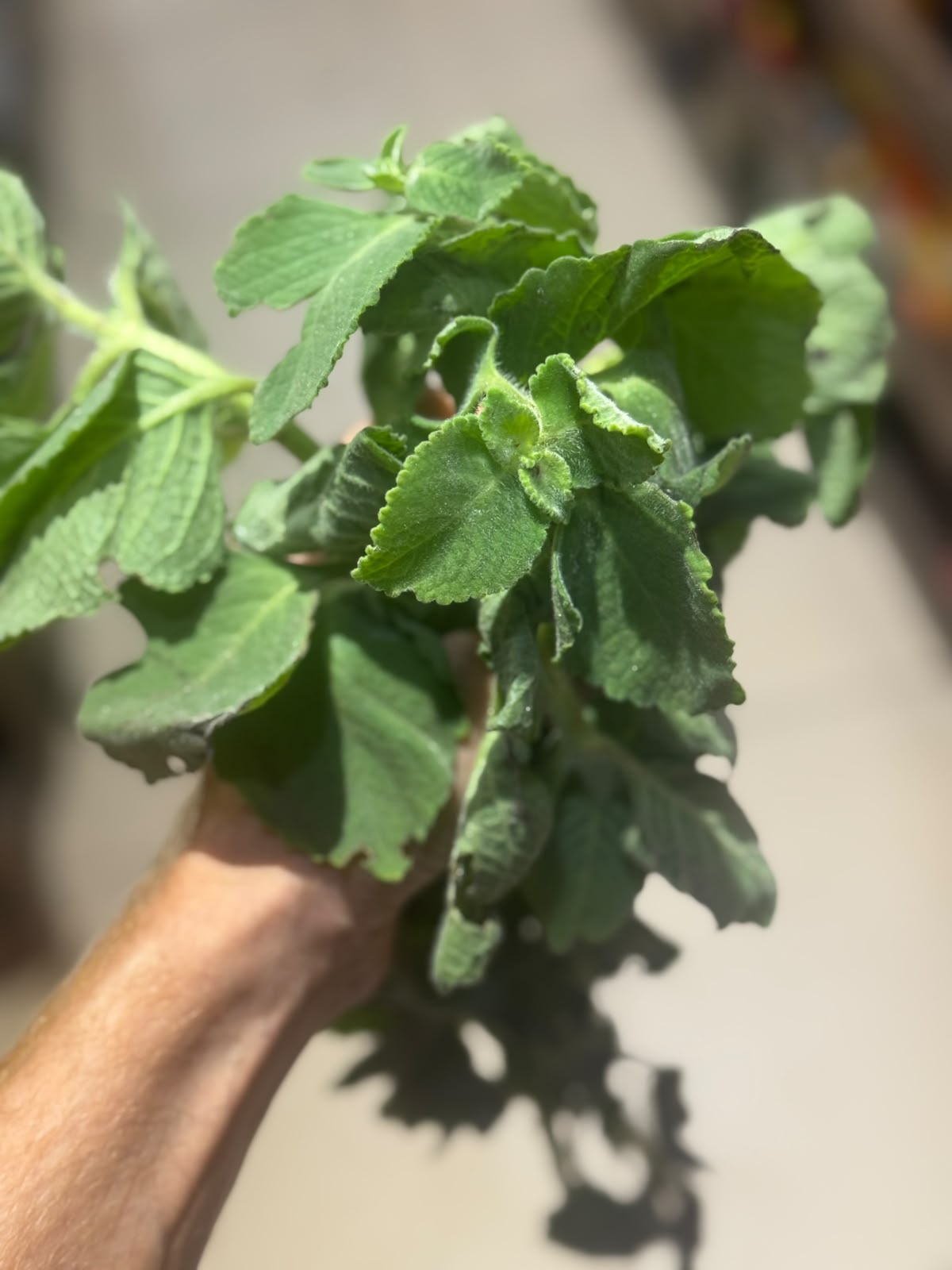 Leaves|  Ajwain Leaves (Poanta Sahib) - Perfect for Salads, Raita &amp; Herbal Teas - No Chemical &amp; Pesticide - Organically Grown
