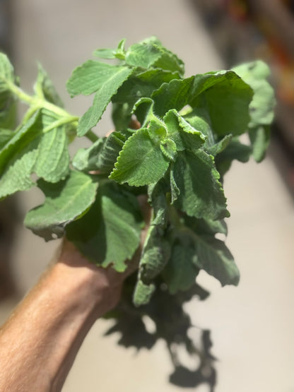 Leaves|  Ajwain Leaves (Poanta Sahib) - Perfect for Salads, Raita &amp; Herbal Teas - No Chemical &amp; Pesticide - Organically Grown