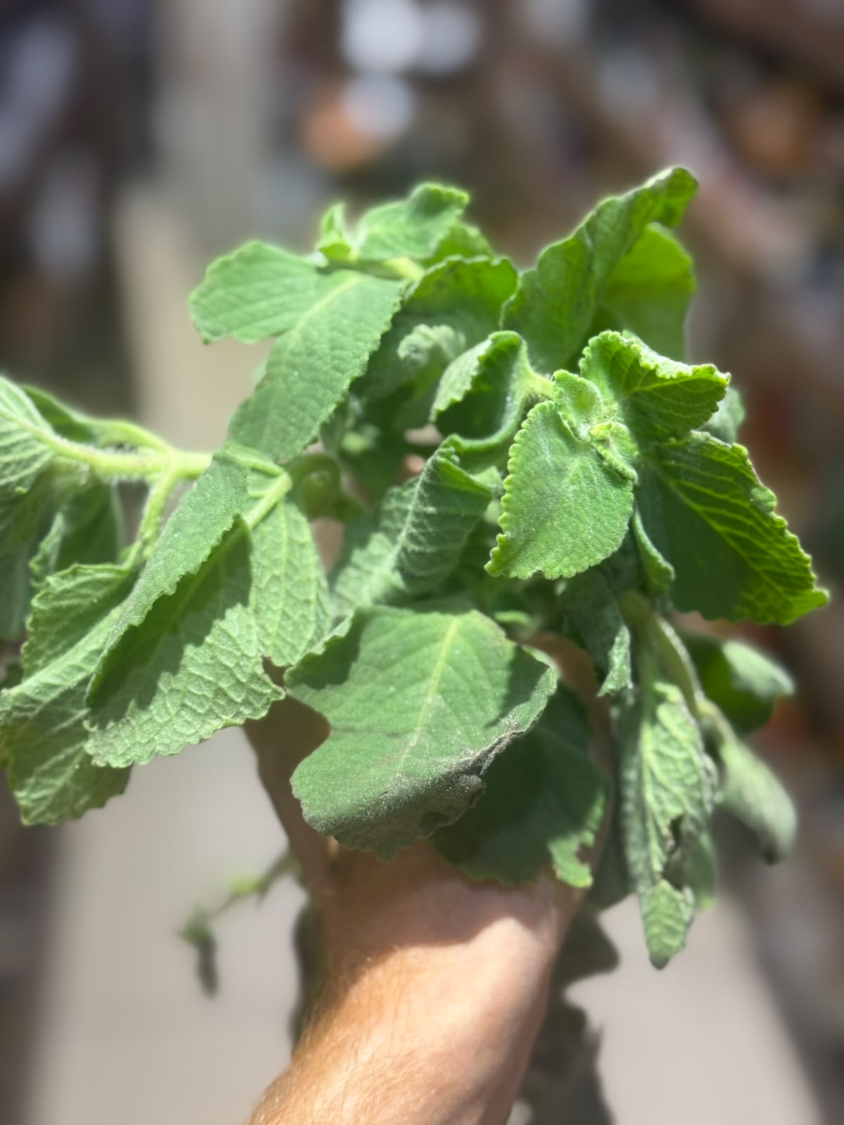 Leaves|  Ajwain Leaves (Poanta Sahib) - Perfect for Salads, Raita &amp; Herbal Teas - No Chemical &amp; Pesticide - Organically Grown