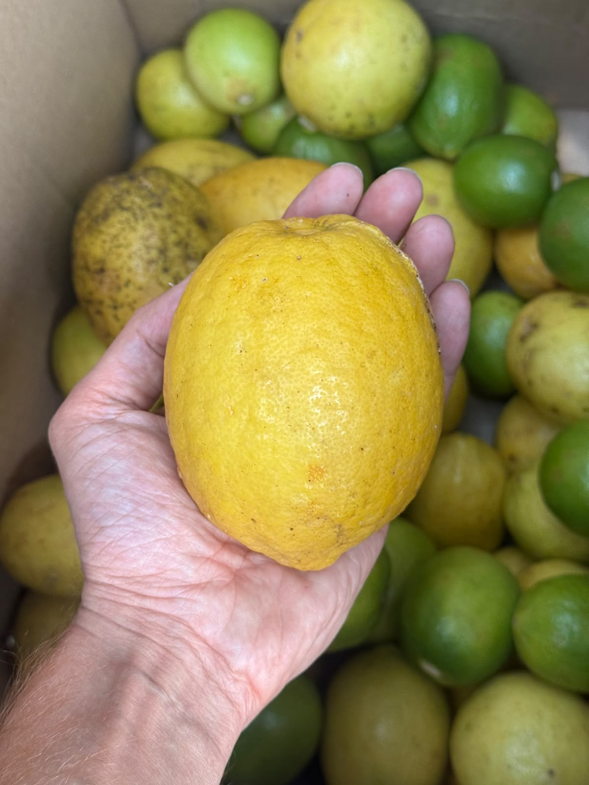 Tirupura Lemons - Premium Juicy Aromatic North-East Citrus Fruit-Natural &amp; Fresh -Chemical-Free