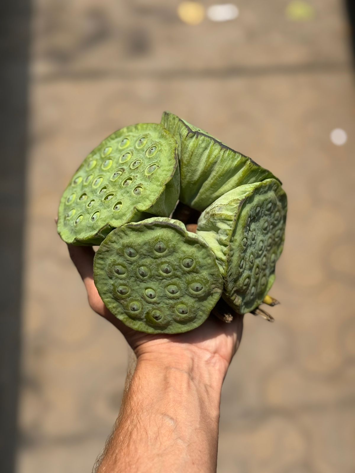 Lotus Seeds | (Bulandshahr) - Bunch Of 4