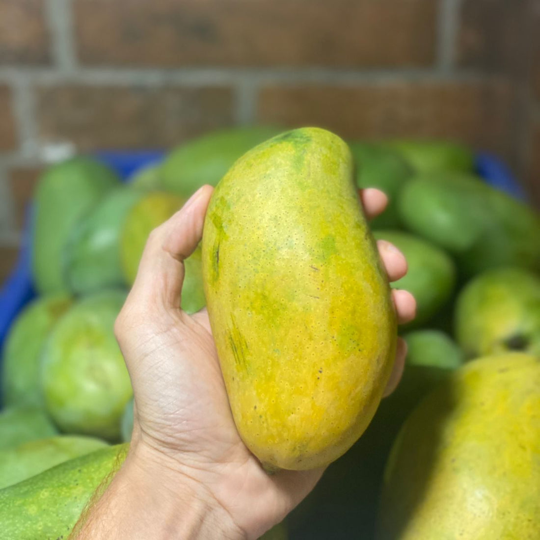 Mallika Mango (Andhra Pradesh) – Carbide Free &amp; Naturally Ripened – Certified Organic