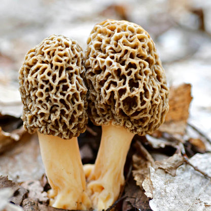 Mushroom | Morel Mushroom (Wild) - Gucchi - Tiny Treasures - Ideal For Soup, Omelettes And Garnishes - Suitable For Preservation - Gluten Free, High In Protein And Fiber &amp;amp; Enriched With Antioxidants - Alchemy Dose - 30gm
