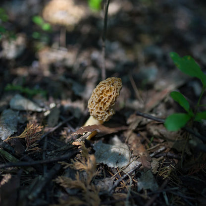 Mushroom | Morel Mushroom (Wild) - Gucchi - Tiny Treasures - Ideal For Soup, Omelettes And Garnishes - Suitable For Preservation - Gluten Free, High In Protein And Fiber &amp;amp; Enriched With Antioxidants - Alchemy Dose - 30gm