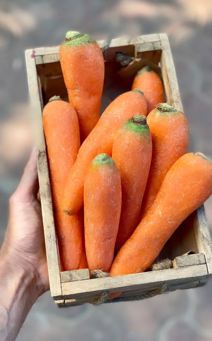 Carrot | Orange Carrot - (Uttar Pradesh) – Rich in Vitamins A, E &amp; K – Certified Organic