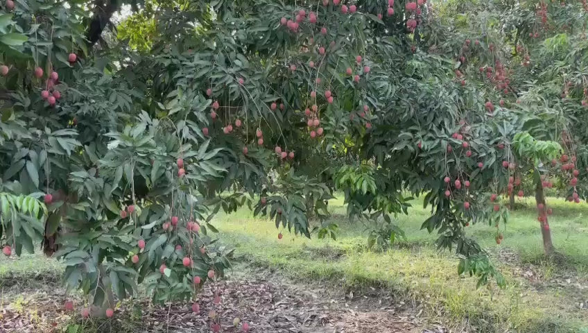 Litchi | Shahi Litchi  - Certified Organic - Muzaffarpur