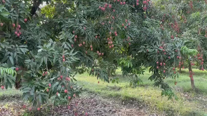 Litchi | Shahi Litchi  - Certified Organic - Muzaffarpur