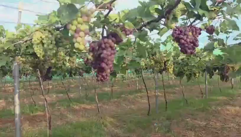 Grapes | Paneer Grapes (Panneer Thiratchai)- Cumbum Valley in Tamil Nadu - Rose Grapes-Certified organic -Organic Growing