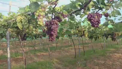 Grapes | Paneer Grapes (Panneer Thiratchai)- Cumbum Valley in Tamil Nadu - Rose Grapes-Certified organic -Organic Growing