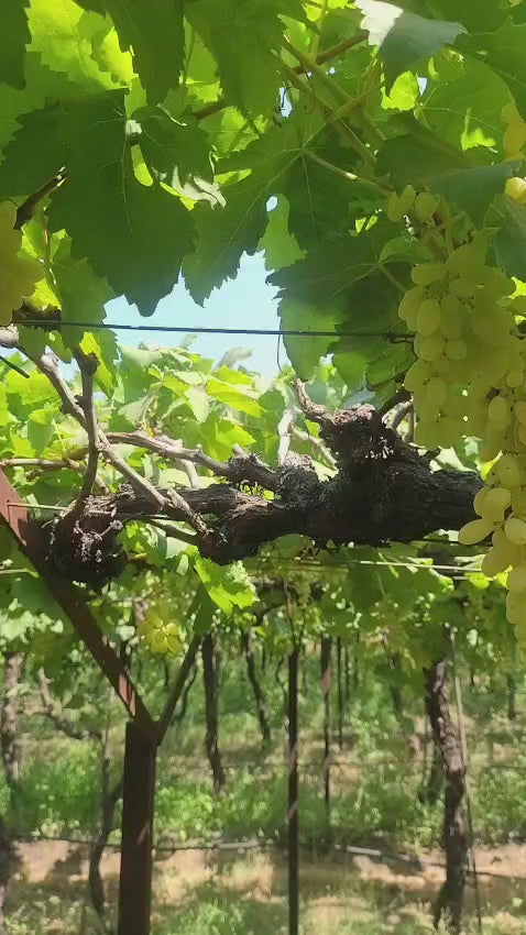 Green Grapes | Manik Chaman (Solapur) – Organically Grown