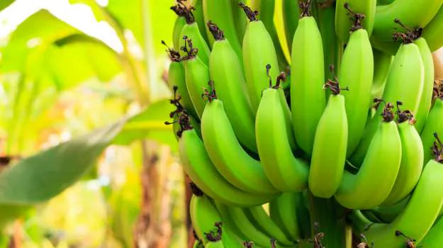 Banana | Raw  Green Banana – High Fiber &amp; Prebiotic Content-Pesticide-Free Cultivation – Organically Grown