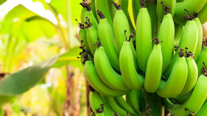 Banana | Raw  Green Banana – High Fiber &amp; Prebiotic Content-Pesticide-Free Cultivation – Organically Grown