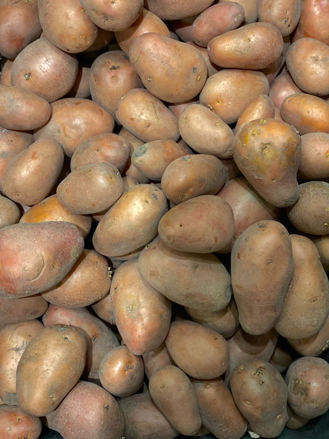 Red Potatoes | (Paonta Sahib, Himachal Pradesh) – Rich In Fiber, B Vitamins, Iron &amp; Potassium – Organically grown