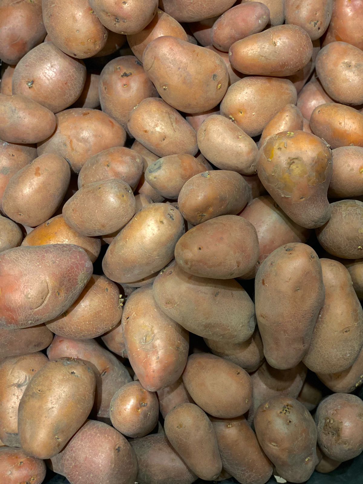 Red Potatoes | (Paonta Sahib, Himachal Pradesh) – Rich In Fiber, B Vitamins, Iron &amp; Potassium – Organically grown