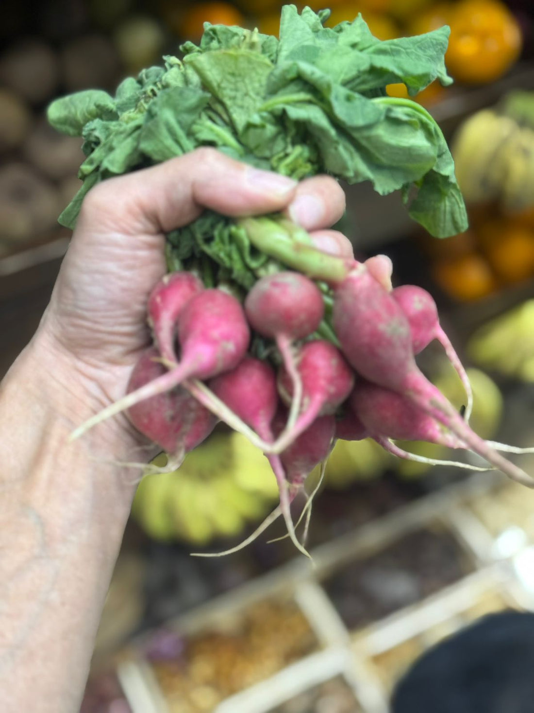 Red Radish