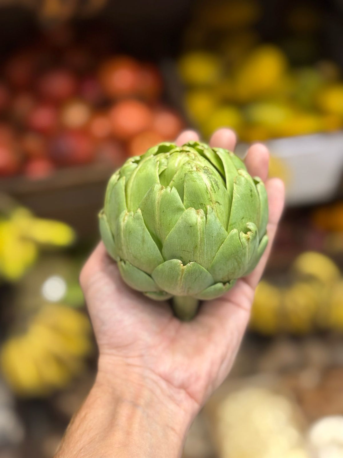 Artichokes | Indian Artichokes - Organically Grown - Per Piece