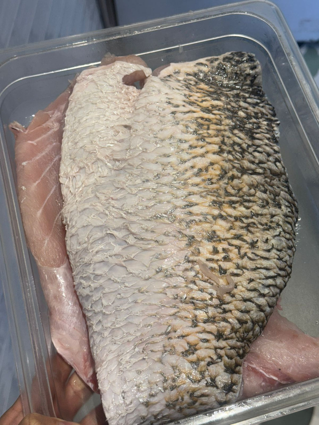 Fresh Sea Bass | Fresh Bhetki Fish Fillet - Arabian Sea - No Antibiotics And Hormone Free - Nature’s Soul