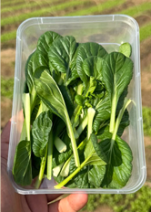 Leaves | Baby Tatsoi ( slightly sweet) - Locally Grown – Organically Grown - Nature&
