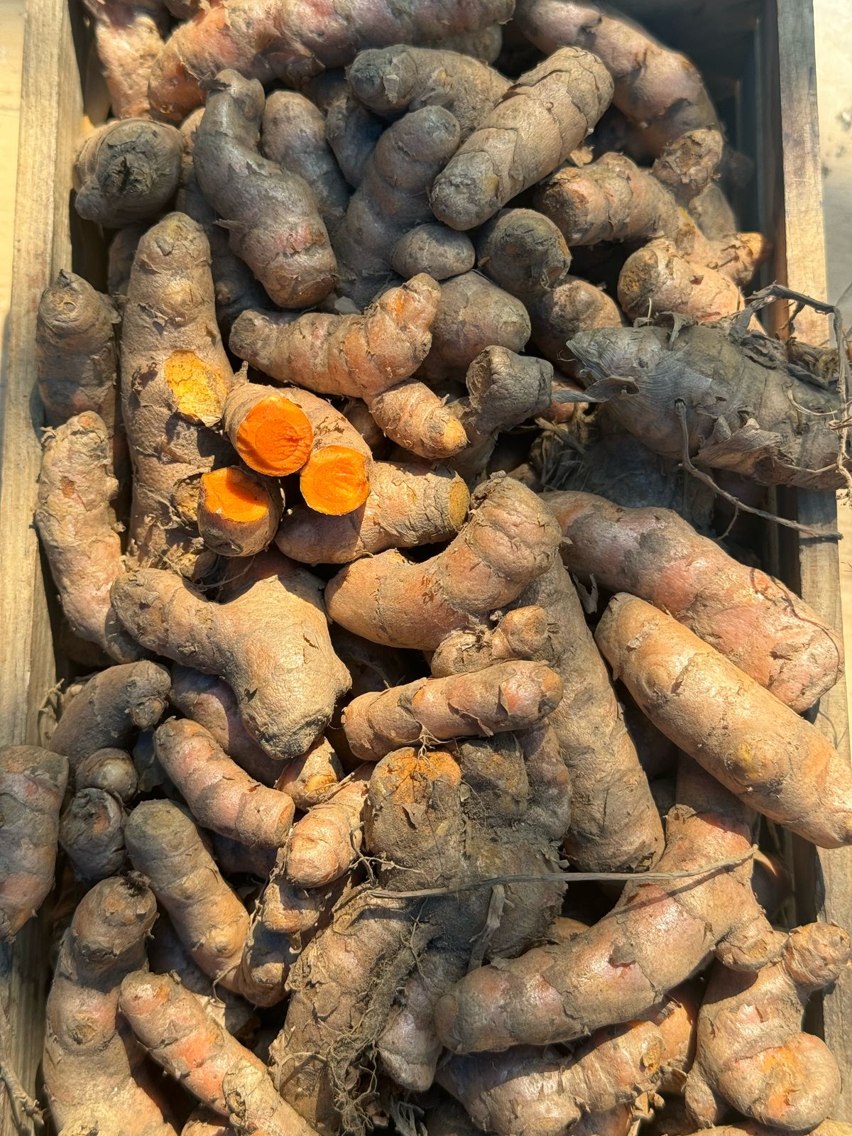 Mysore Turmeric | (Udupi, Karnataka) – Organically grown