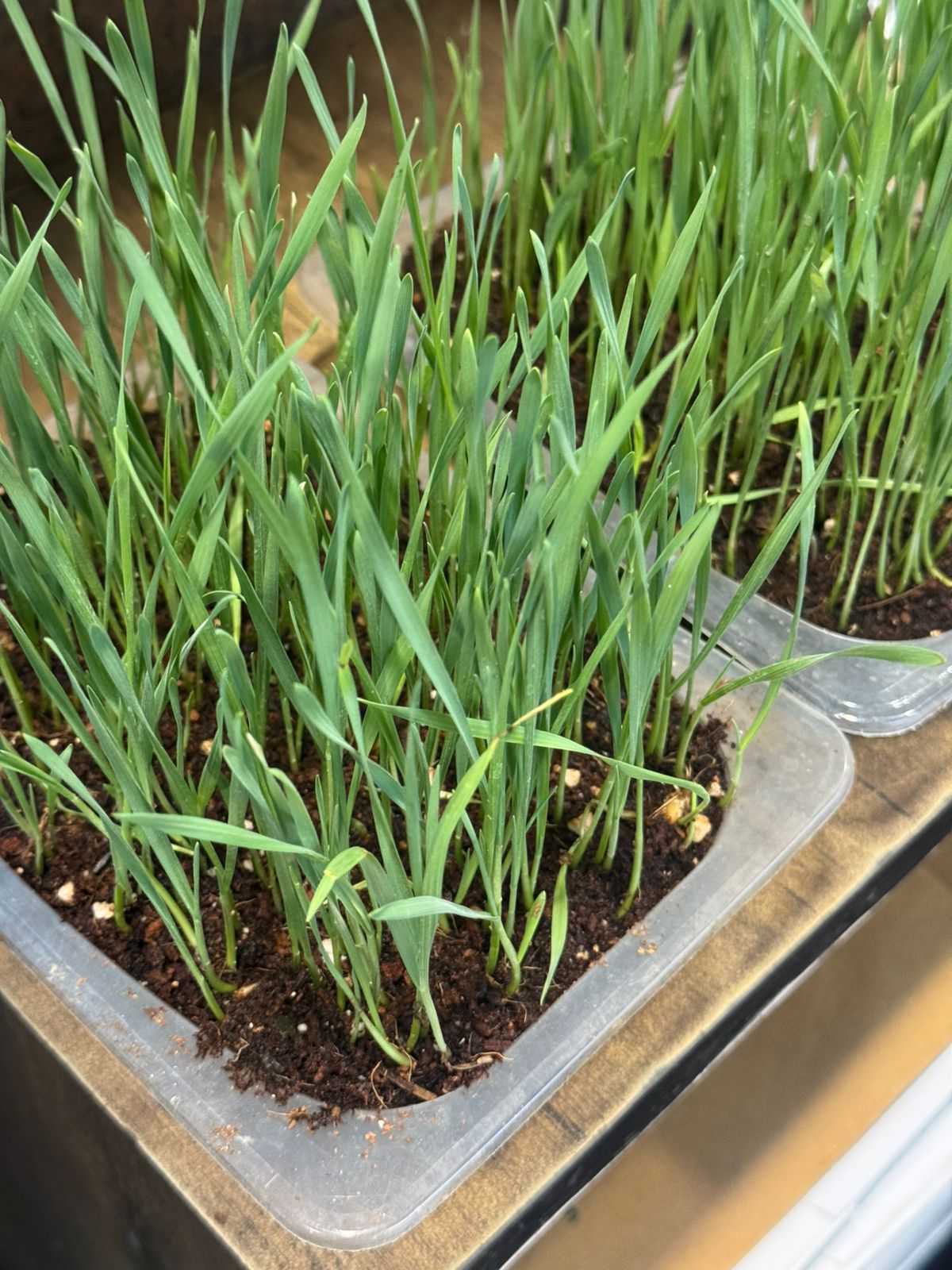Wheatgrass | Catgrass - Per Tray