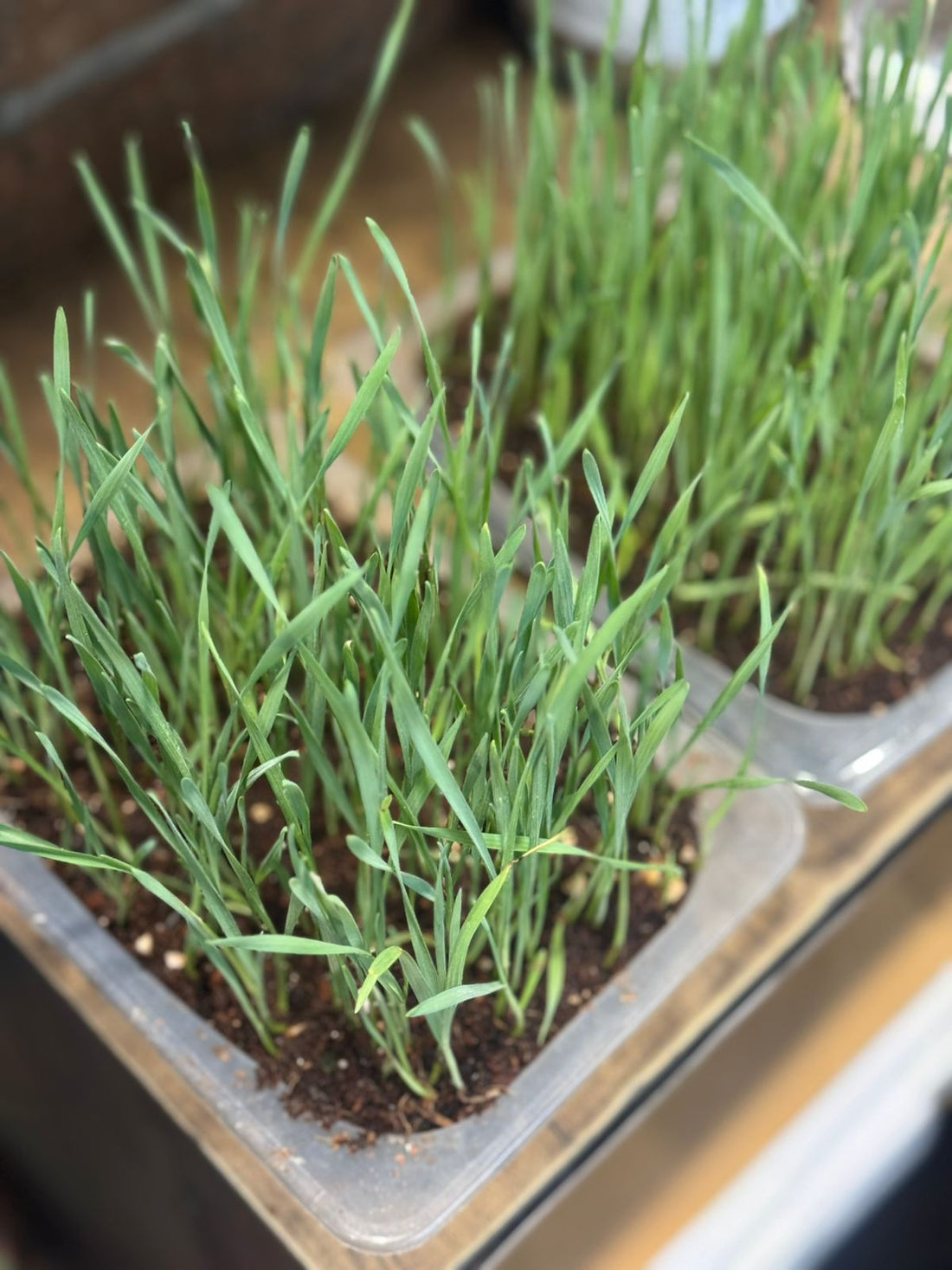 Wheatgrass | Catgrass - Per Tray