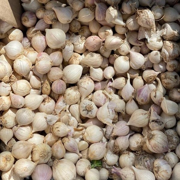 Single Clove Garlic1