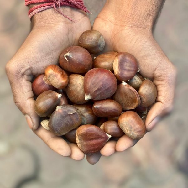 Chestnut (Kinnaur, Himachal Pradesh) - 250gm