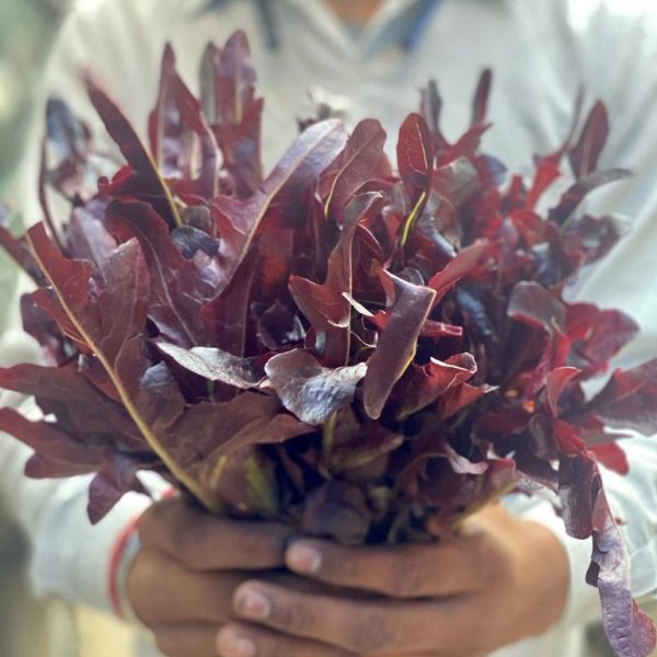 Red Oak Lettuce (Delhi)