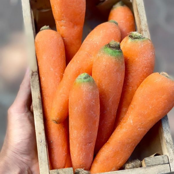 Orange Carrot (Uttar Pradesh)