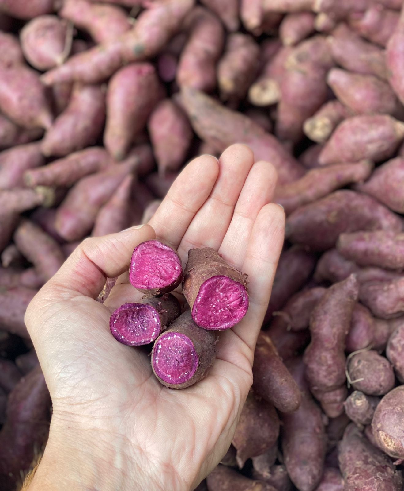 BIO Purple Greek Potatoes 1kg, online sales of Greek products
